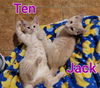 Jack of Clubs (bonded with Ten of Clubs)