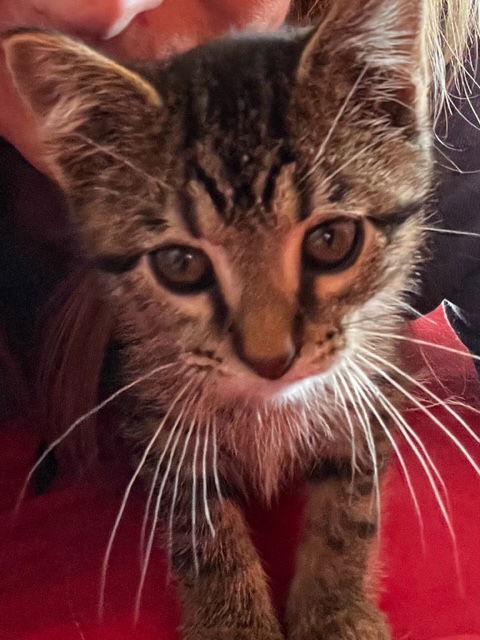 Bandit