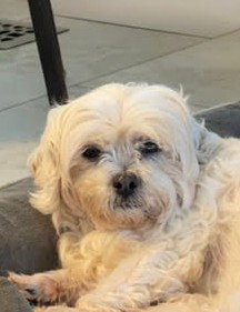 Girlfriend Small Lhasa Apso / Bichon Frise (medium coat) Female