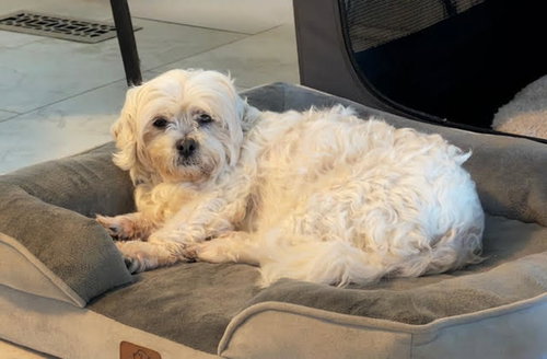 GIRLFRIEND - Lhasa Apso / Bichon Frise available for adoption