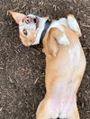 Harley**NO MORE APPS**