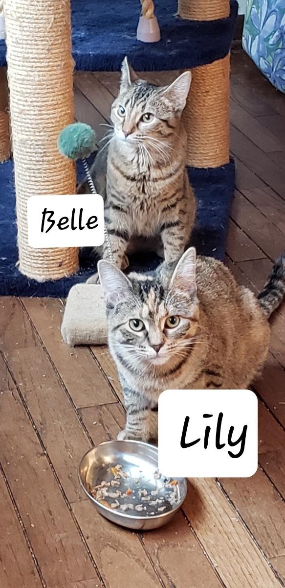 Lily & Belle (bonded pair)  Domestic Short Hair (short coat) Female