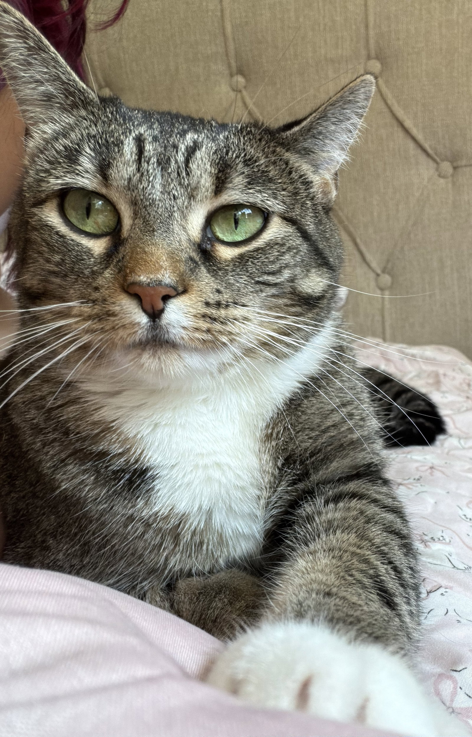 Molly Medium Domestic Short Hair (short coat) Female