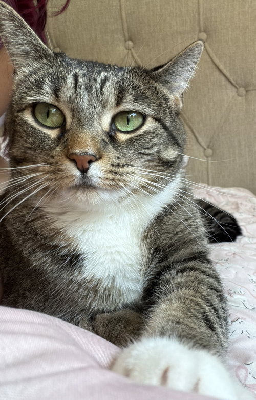 picture of the cat needing adoption