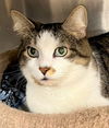 Kodak & Kody (declawed and bonded pair)