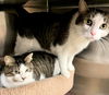 Kodak & Kody (declawed and bonded pair)