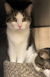 Kodak & Kody (declawed and bonded pair)