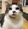 Kodak & Kody (declawed and bonded pair)