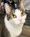 Kodak & Kody (declawed and bonded pair)