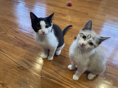 Harry & Potter (bonded pair)