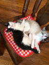 Harry & Potter (bonded pair)