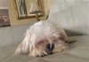Itty Bitty Betty White**NO MORE APPS**