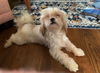 Itty Bitty Betty White**NO MORE APPS**