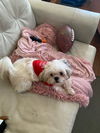 Itty Bitty Betty White**NO MORE APPS**