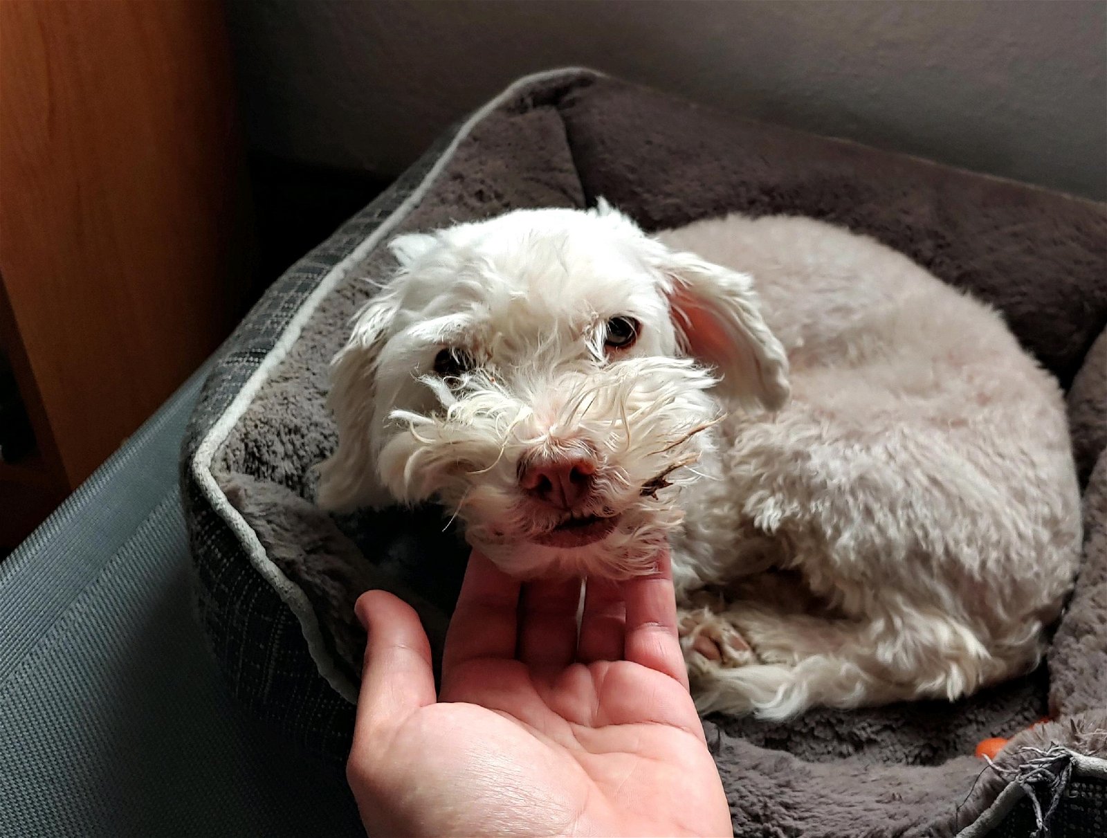 Oliver Small Poodle (Miniature) / Terrier / Mixed (long coat) Male