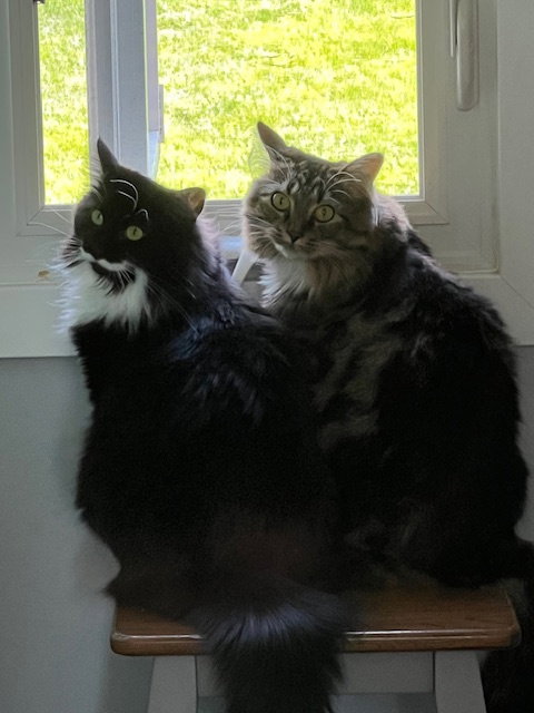 LoLo and Chilly (bonded pair)  Domestic Long Hair (long coat) Female