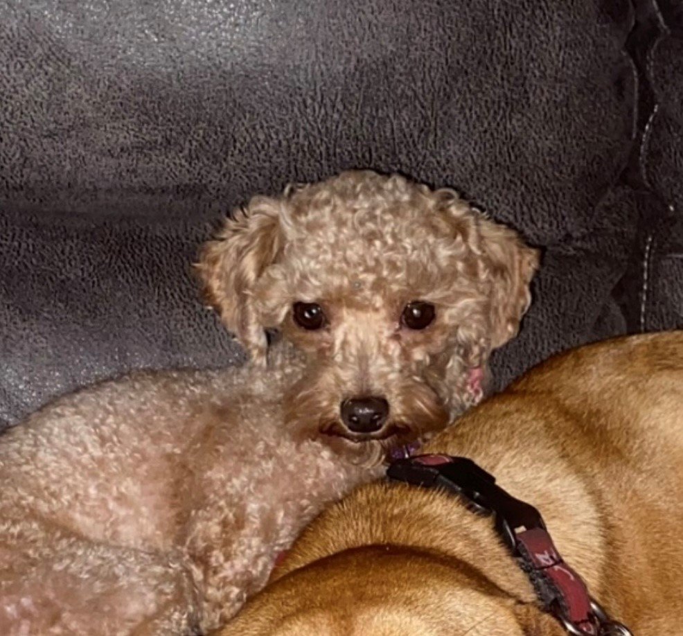 Pumpernickel Small Poodle (Toy) (long coat) Male