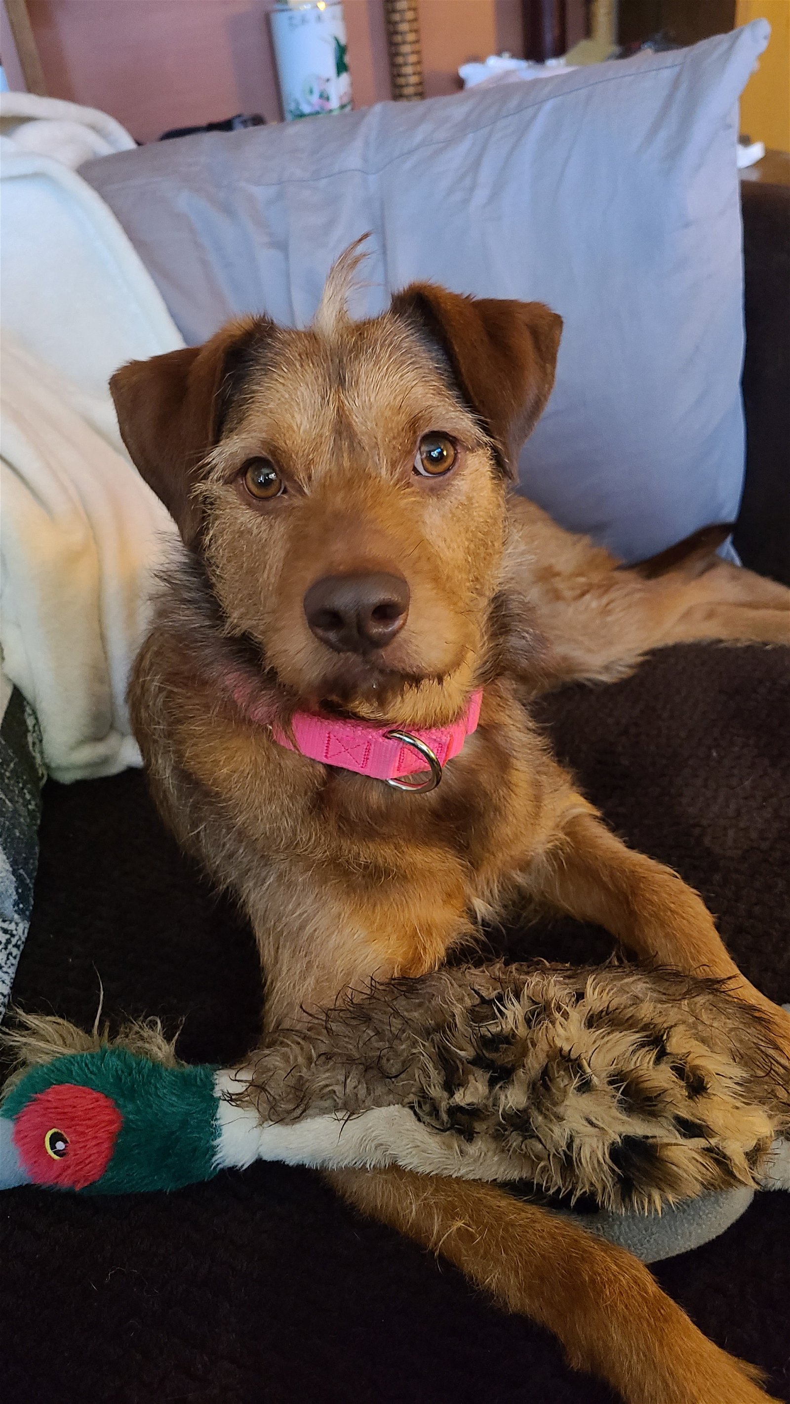 Sophia Medium Terrier / Mixed (medium coat) Female