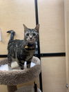 Calvin and Hobbs (Bonded Pair)