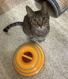Calvin and Hobbs (Bonded Pair)