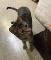 Calvin and Hobbs (Bonded Pair)
