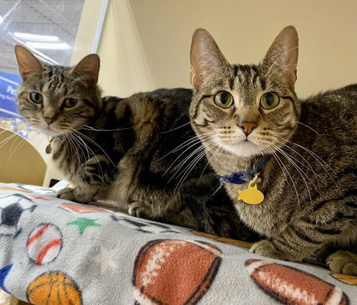 Calvin and Hobbs (Bonded Pair)