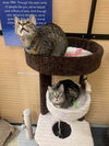 Calvin and Hobbs (Bonded Pair)