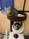 Calvin and Hobbs (Bonded Pair)