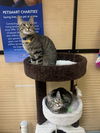 Calvin and Hobbs (Bonded Pair)