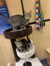 Calvin and Hobbs (Bonded Pair)