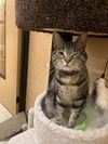 Calvin and Hobbs (Bonded Pair)