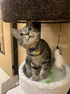 Calvin and Hobbs (Bonded Pair)