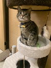 Calvin and Hobbs (Bonded Pair)