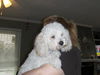 Noddy Bear