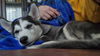 Balto