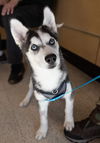 Balto