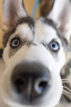 Balto