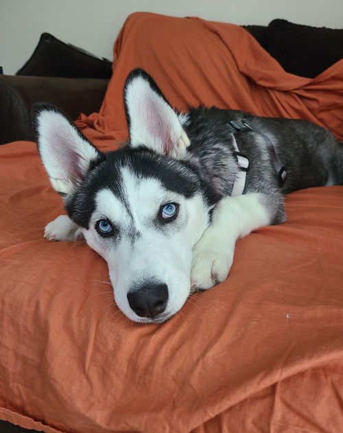 Balto