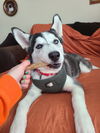 Balto