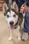 Balto