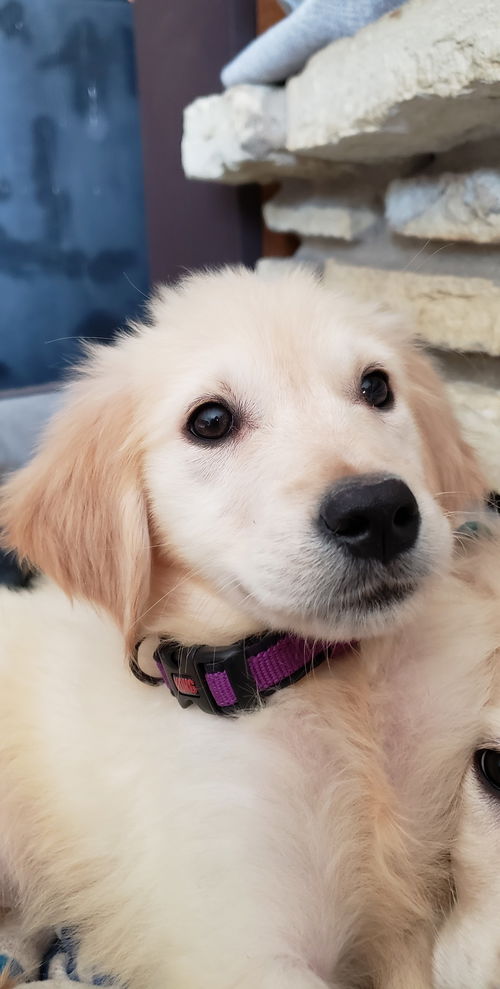 Harley
