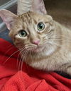 Fergus