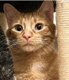 Fergus