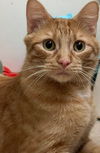 Fergus