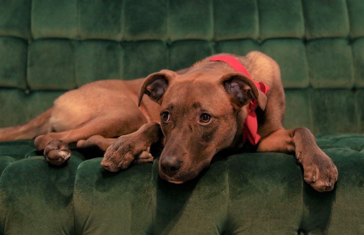 Nora Medium Terrier / Mixed (short coat) Female