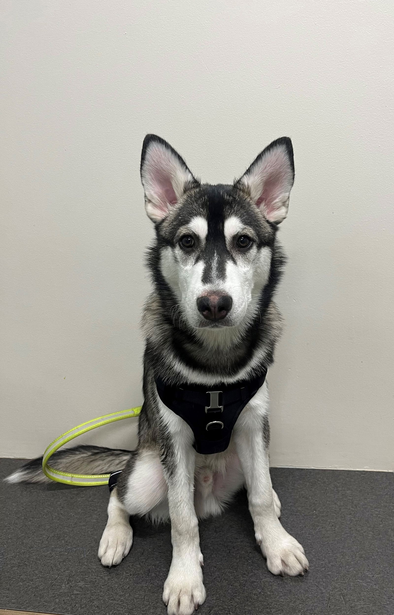 Dog for Adoption - Shasta, a Husky in Glenview, IL | Alpha Paw