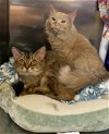 adoptable Cat in wheaton, IL named Rock & Rowdy (bonded pair)