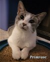 adoptable Cat in wheaton, IL named Primrose
