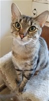 adoptable Cat in wheaton, IL named Reverie