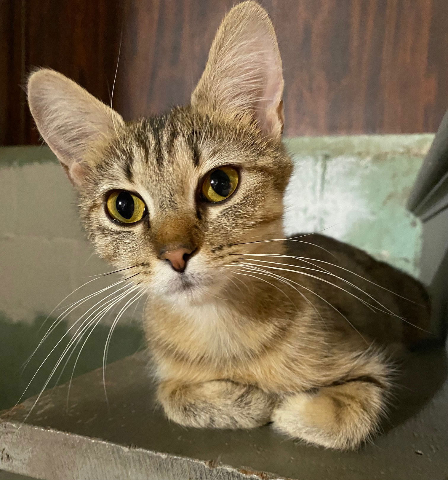 Carly  Domestic Short Hair (short coat) Female